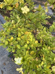 Brunfelsia americana