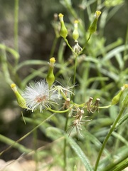 Senecio tenuiflorus
