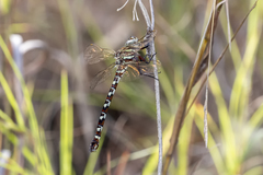 Austroaeschna speciosa