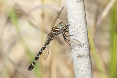 Austroaeschna speciosa