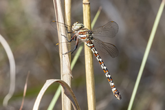 Austroaeschna speciosa