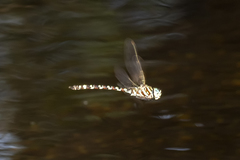 Austroaeschna speciosa