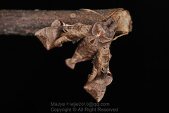 Neogurelca himachala