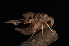 Neogurelca himachala