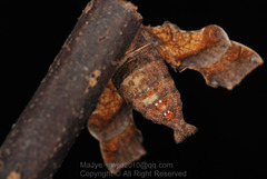 Neogurelca himachala