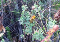 Pteronia membranacea