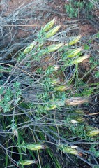 Pteronia membranacea