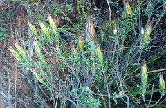 Pteronia membranacea