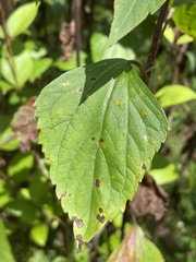 Baeodromus eupatorii