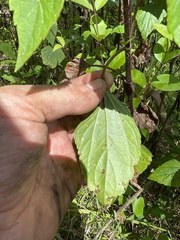 Baeodromus eupatorii