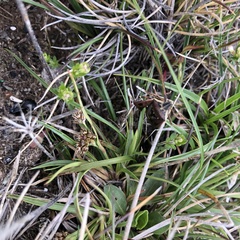 Luzula novae-cambriae