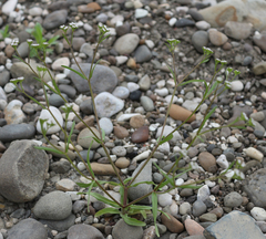 Valerianella dentata