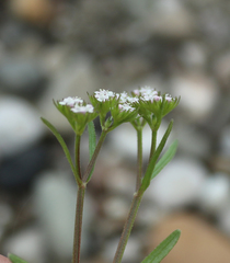 Valerianella dentata