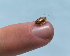 Aspidimorpha quinquefasciata