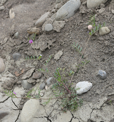 Vicia peregrina