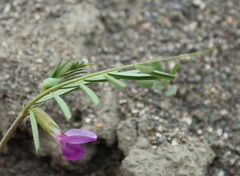 Vicia peregrina