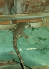 Gekko gecko