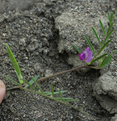 Vicia peregrina