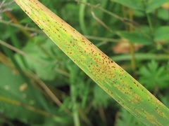 Puccinia iridis