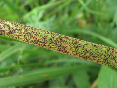 Puccinia iridis