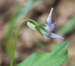 Viola sieheana