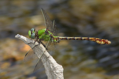 Ophiogomphus westfalli