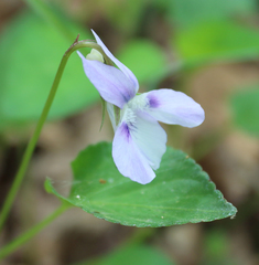Viola sieheana
