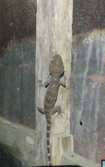 Gekko gecko