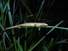 Takydromus sexlineatus