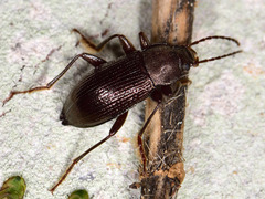 Stenomax aeneus