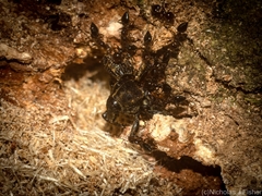 Psepholax leoninus
