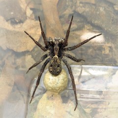 Venatrix australiensis