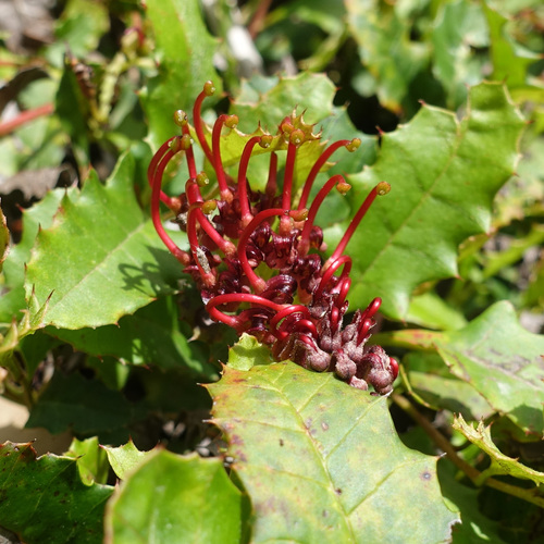 Grevillea repens, photograph 6
