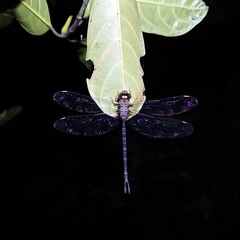 Gynacantha subinterrupta