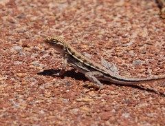 Ctenophorus maculatus