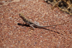 Ctenophorus maculatus