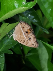 Junonia almana javana