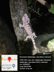 Gekko gecko