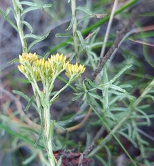 Helichrysum rutilans