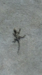 Draconinae