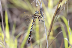 Austroaeschna speciosa