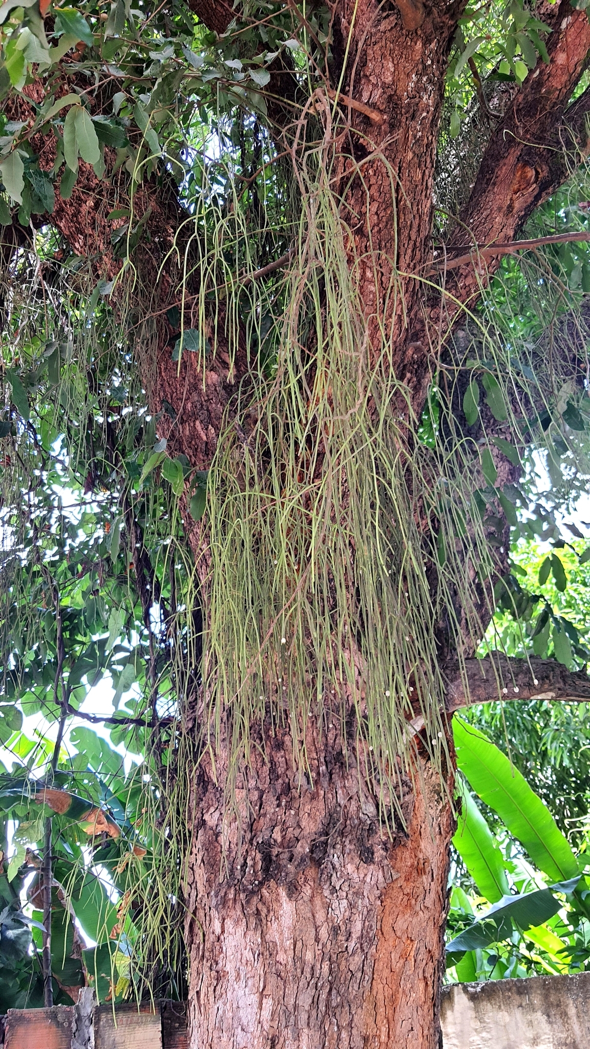 Rhipsalis baccifera