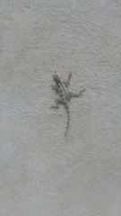 Draconinae
