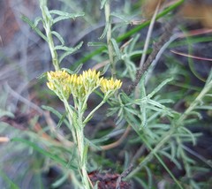 Helichrysum rutilans