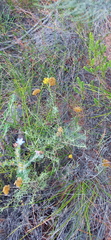 Helichrysum rutilans