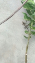 Draconinae