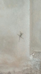 Draconinae