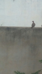 Streptopelia senegalensis