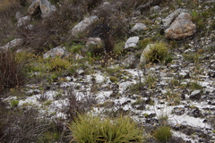 Geochloa rufa