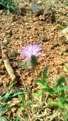 Cardueae